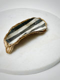 Oesterschelp "black & white stripes"