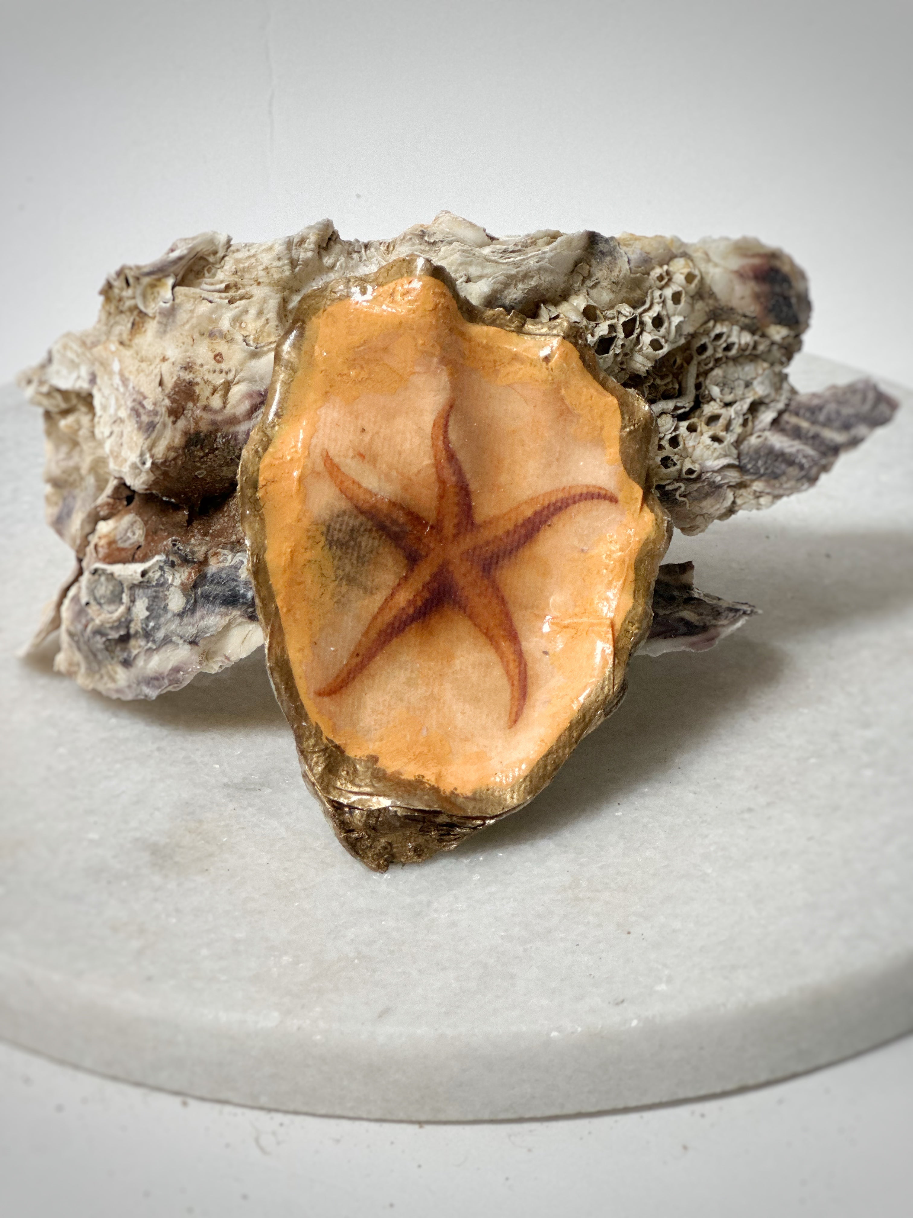 Oester | Motief "Zeester"