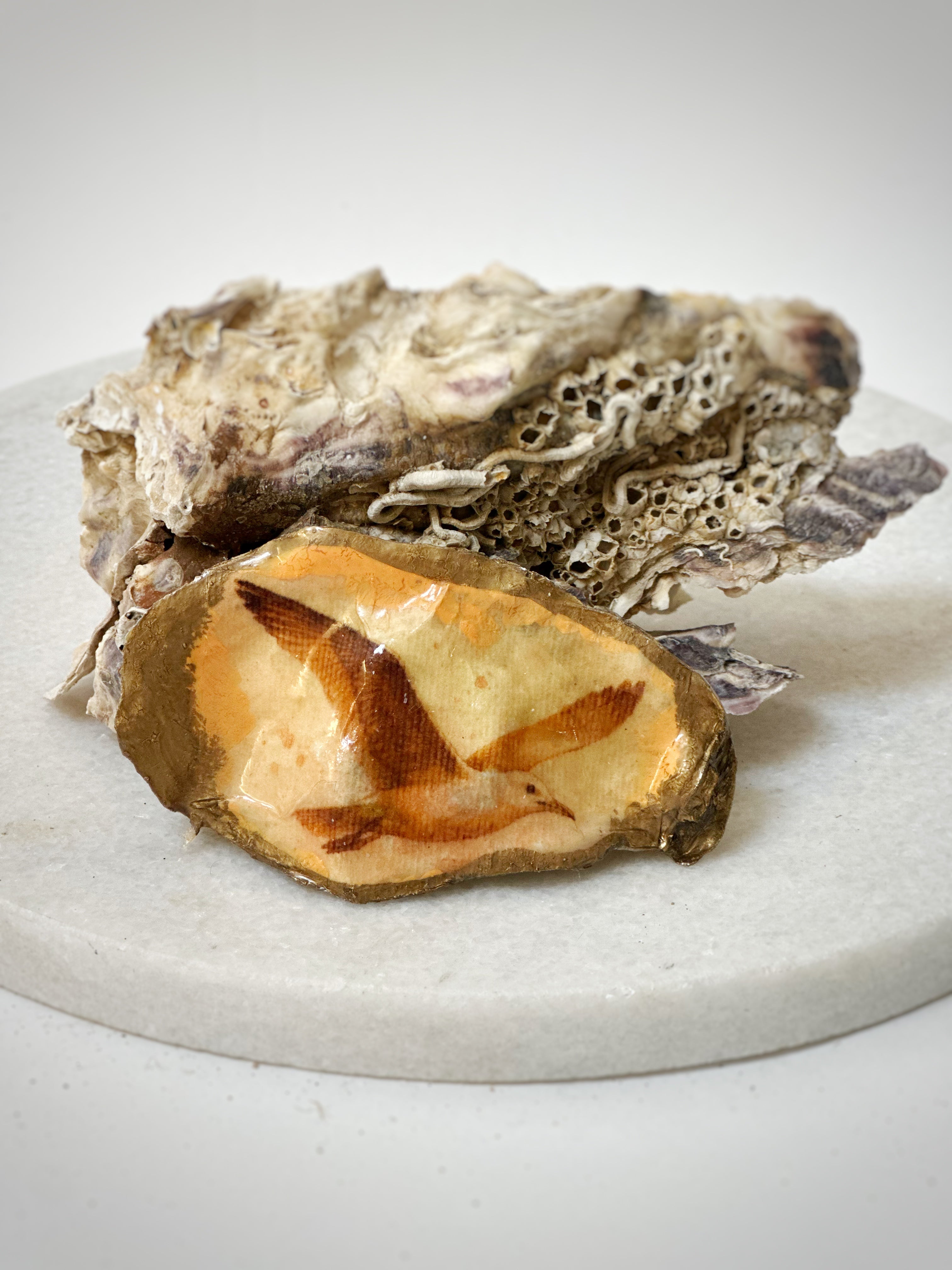 Oester | Motief "vliegende zeemeeuw"