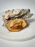 Oester | Motief "Zeehond"