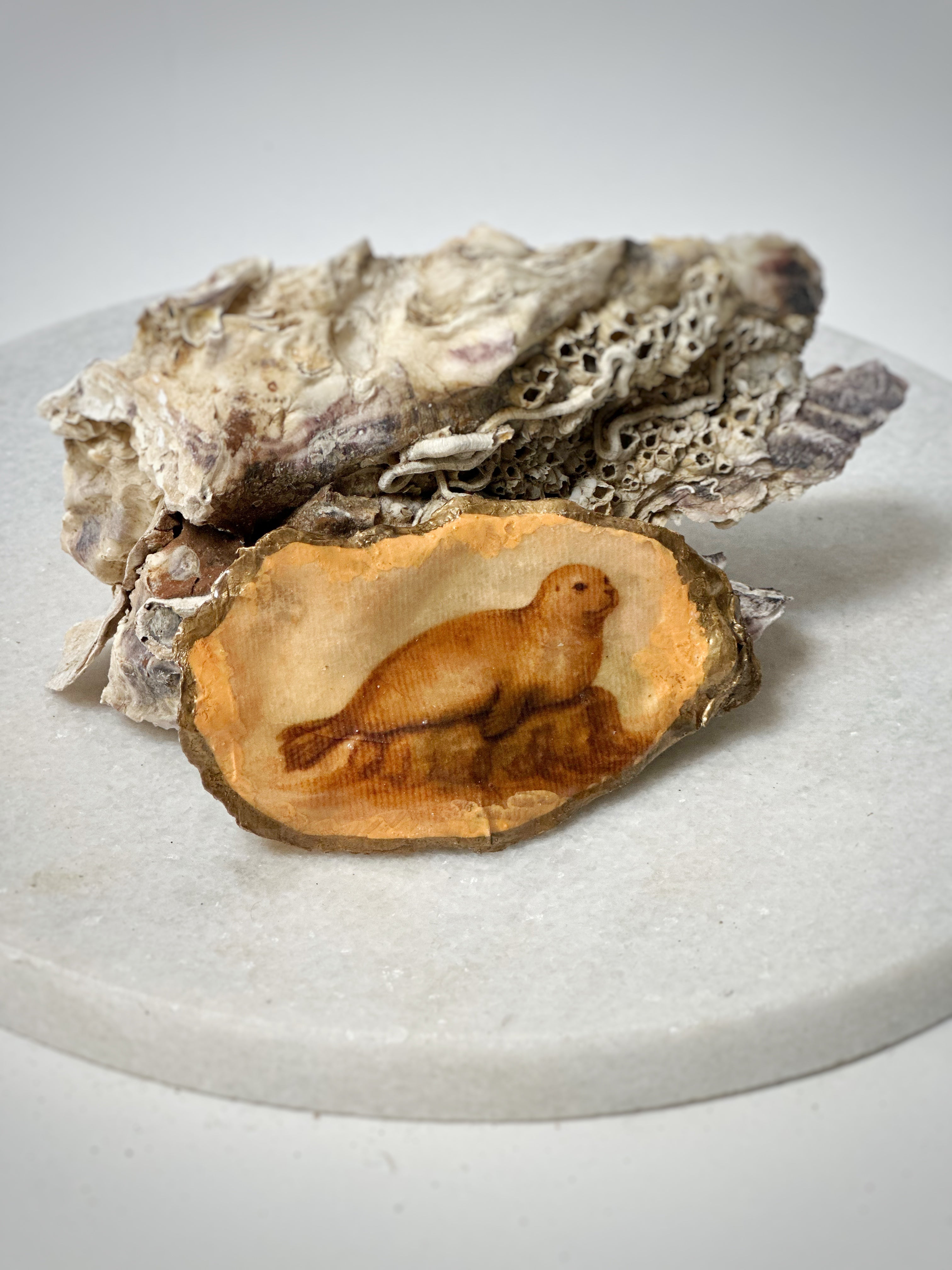Oester | Motief "Zeehond"