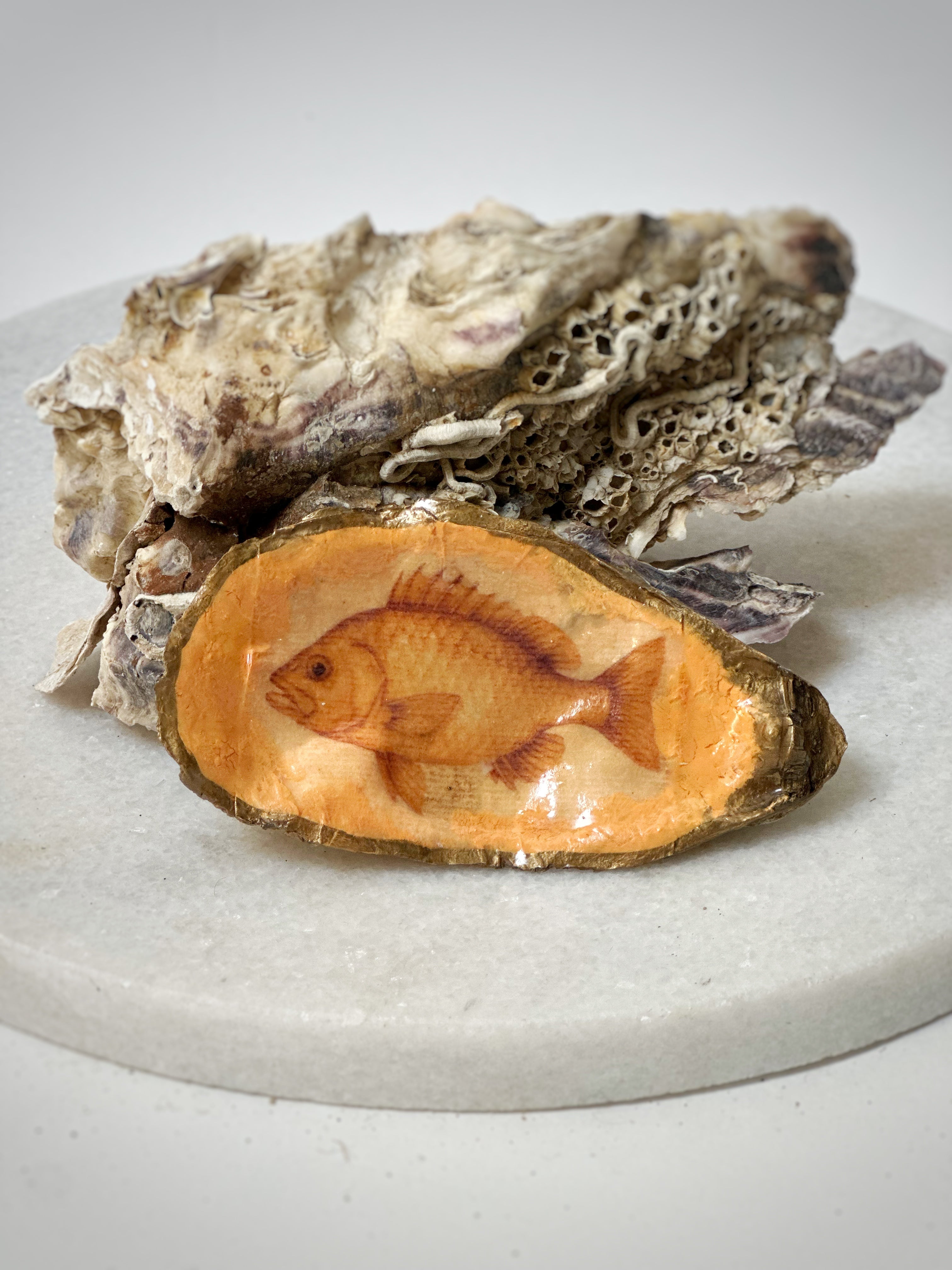 Oester | Motief "Vis"