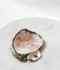 Austernschale „rose“ (S)