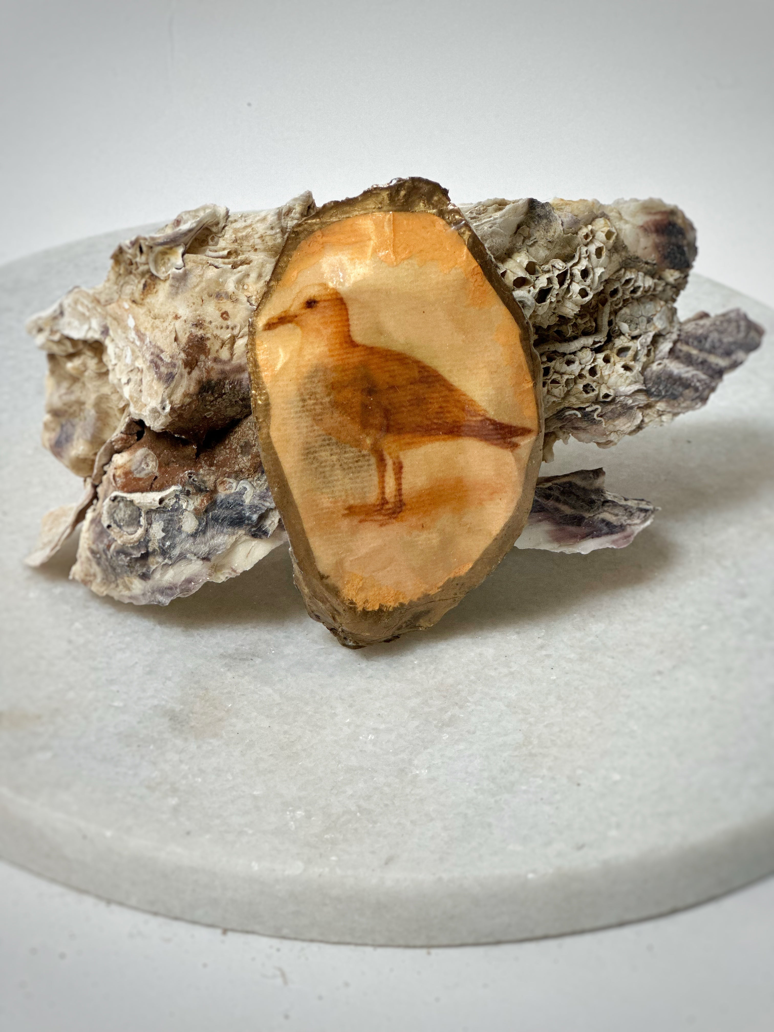 Oester | Motief "Meeuw"