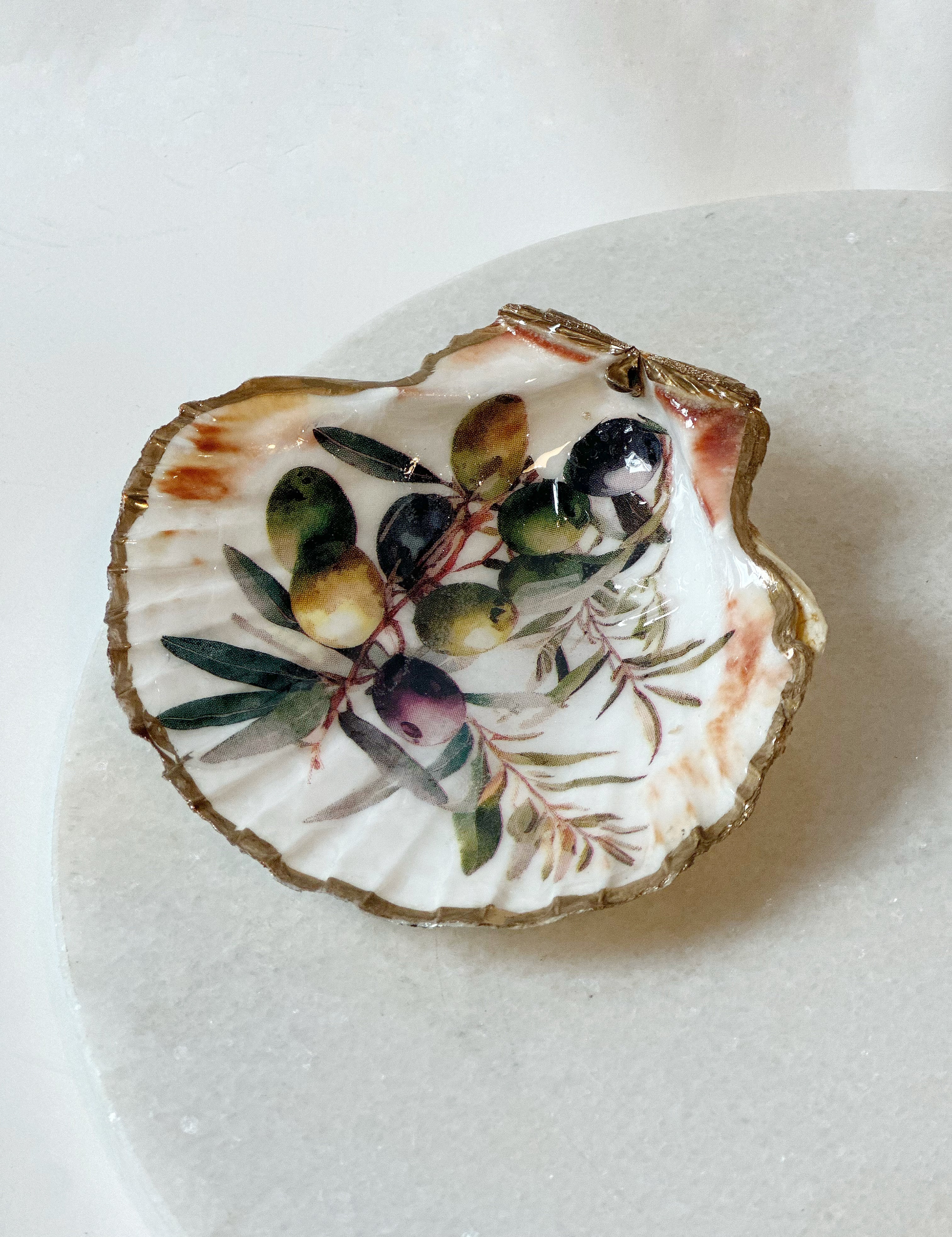 Sint-jakobsschelp “Olive Mare”